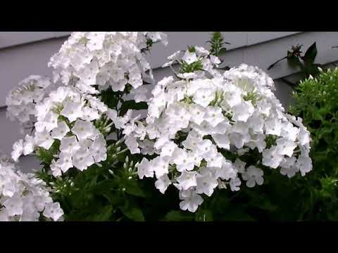 ვიდეო: Phlox ყვავის ყინვამდე