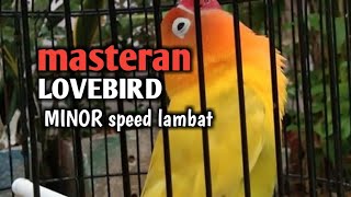 MASTERAN LOVEBIRD minor speed lambat