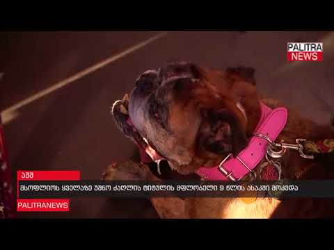 მსოფლიოს ყველაზე უშნო ძაღლის ტიტულის მფლობელი 9 წლის ასაკში მოკვდა