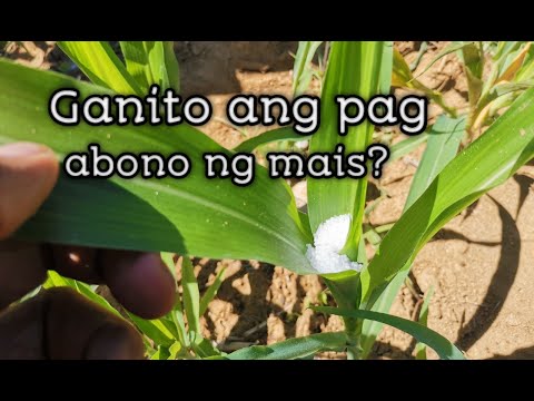 Video: Paano Mag-imbak Ng Mais