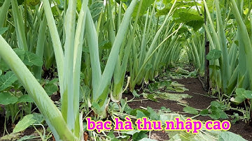 Mô hình trồng bạc hà, kinh tế cao