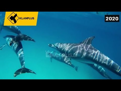 Video: Si Të Komunikoni Me Një Delfin