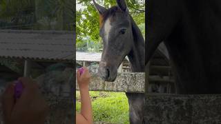 Do you like bubbles? 🫧🐴 #funnyanimals #horse #bubble #animals #shorts #arabianhorse