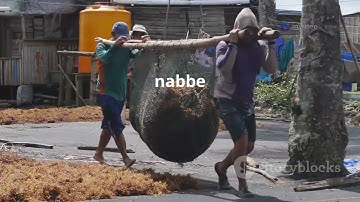 समुद्री शैवाल  समृद्धि की हरियाली