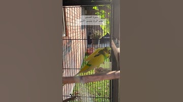 #سورة_الضحى #قرآن #المصحف #ياسر_الدوسري #العراق #مصر #السعودية #kuran #lovebirds #budgies #america