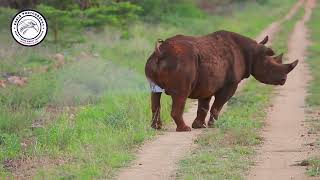 Watch Rhino Bull Ready for Mating | Discover his Unique Power Secret | #Animals #wildlife #nature