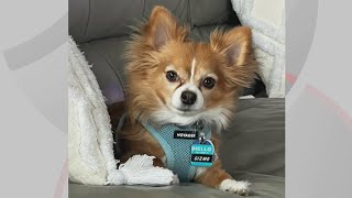 Doggone Weather in Northeast Ohio: Gizmo by WKYC Channel 3 50 views 19 hours ago 28 seconds