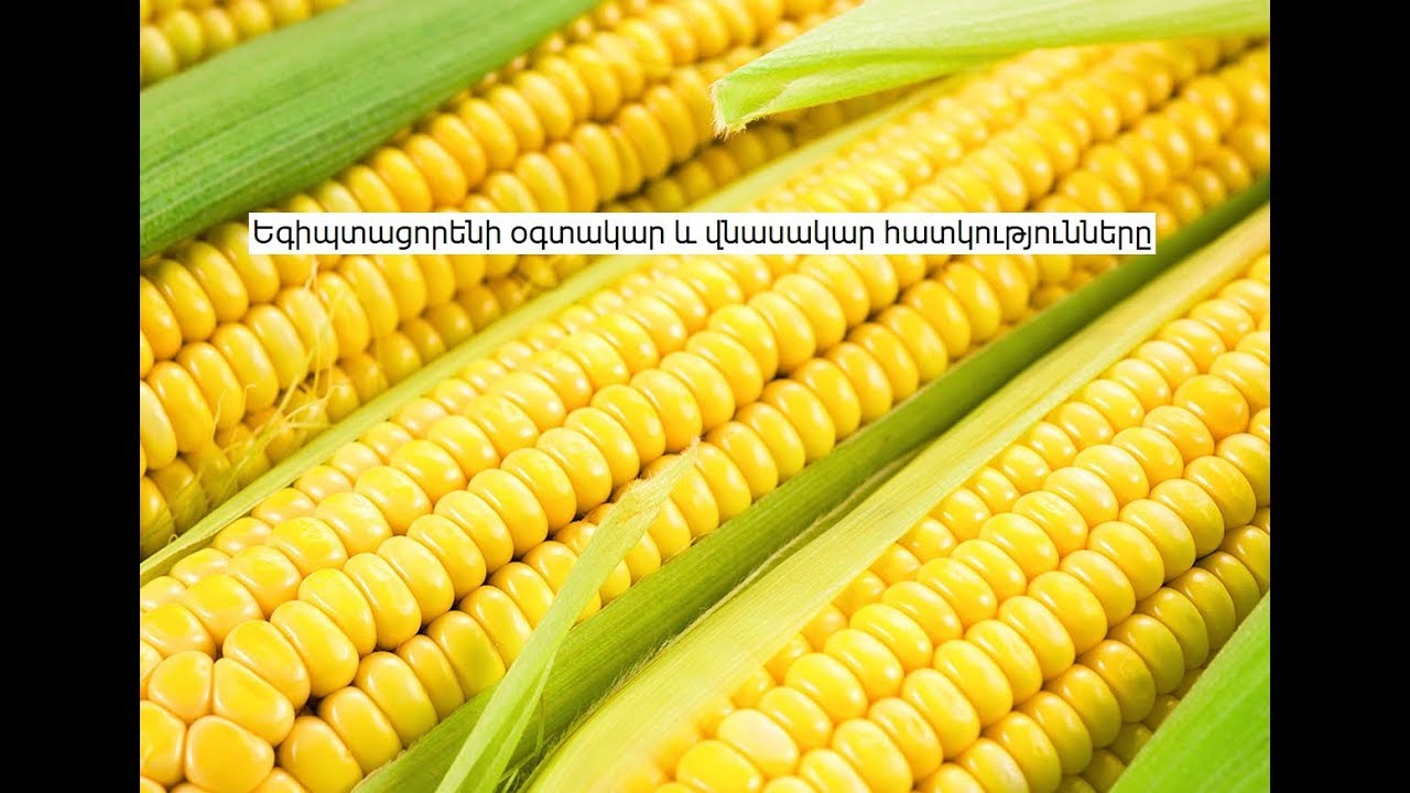 Եգիպտացորենի օգտակար և վնասակար հատկությունները