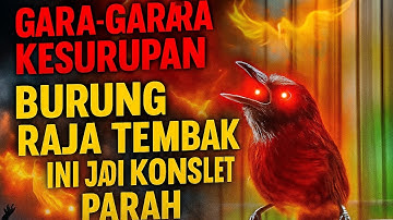 Tepus kepala abu KESURUPAN KONSLET PARAH | pancingan tepus | tepus gacor