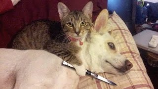 IF YOU LAUGH YOU LOSE CHALLENGE - Cats & Dogs - Who is the funniest to you? IF YOU LAUGH YOU LOSE CHALLENGE - Cats & Dogs - Who is the funniest to you?