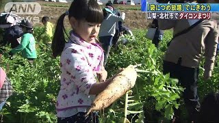 山梨でダイコン祭り　「袋に詰め放題」が人気！(17/11/03)