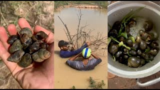 Harvest Snails in the Pond - A part of snack cook