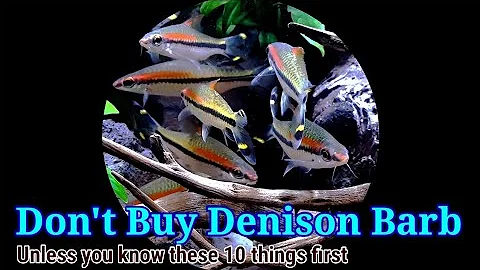 Don't Buy Denison Barb  Unless You Know These Firs...