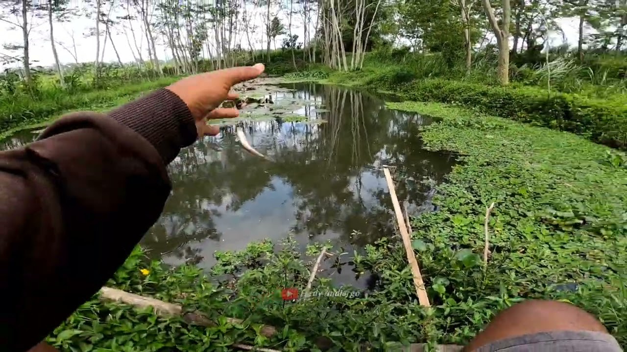 Mancing di kolam tetangga ternyata nemu sarang wader cakul babon ‼️Mancing wader cakul umpan pelet