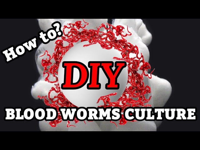 How to culture live BLOODWORMS for aquarium fish at home.DIY Best Live Fish  Food 