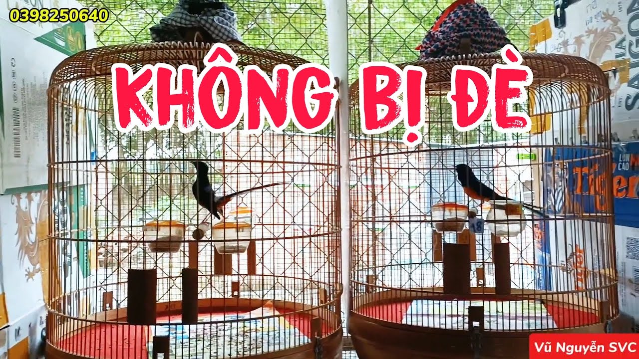 CHĂM CHIM ĐÚNG CÁCH, KHÔNG LO BỊ ĐÈ