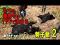 クマの巻き狩りは勢子で決まる 勢子爺②