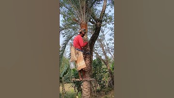 Preparation for collecting juice from date palm trees #shorts #juice #date