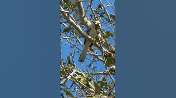 Beautiful Mocking Bird in Good Mood Singing Away His Best Melody! #birds #mockingbird
