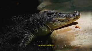 How does an animal get a stronger bite force?