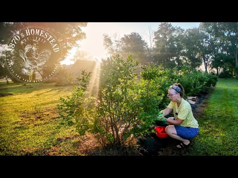 An All American Homestead Celebration