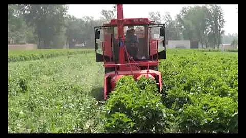 154HP self-propelled corn green silage harvester machine working video