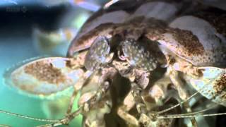 David Attenborough  Origin of Life, Conquest HD   BBC Documentary   Animals & Nature   2