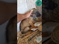 A very sick puppy dumped in trash... - Takis Shelter