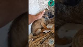 A very sick puppy dumped in trash...  Takis Shelter