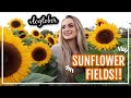 Going to the Sunflower Fields | Vlogtober