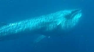 Scientist Captures Rare Video of Omura's Whales