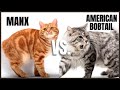 Manx Cat VS. American Bobtail Cat の動画、YouTube動画。