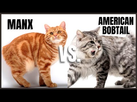 मैक्स कैट वी.एस. अमेरिकी Bobtail Cat