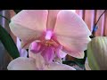 Обзор орхидей у Оли.  Бабочки, Биг липы, пелорики, много редчайших красавиц))))