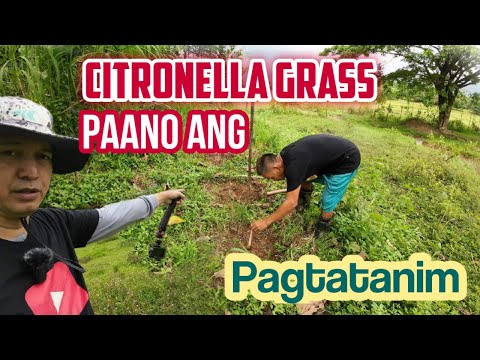 Video: Growing Citronella Grass - Lær om Citronella Grass Plant