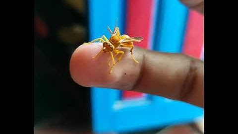 Yellow jacket wasp, part-2: Polination (check description)