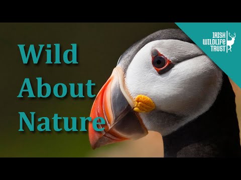 Video: Island of Ireland: Natur, Flora und Fauna