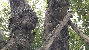 Ứng xử thế nào với cây xanh đô thị?| VTC14