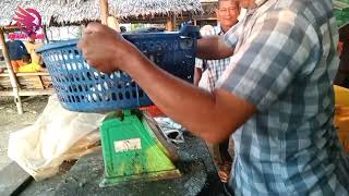 Melihat hasil tangkapan nelayan Kuala ceurape