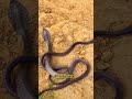 Nag 🐍 Nagini🐍ॠNaginmusic Nagindancemix Music Nagintune Song Garba Shortsviral Djremix Dj Nag 🐍 Nagini🐍ॠNaginmusic Nagindancemix Music Nagintune Song Garba Shortsviral Djremix Dj