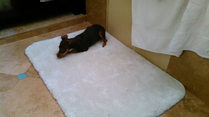 Mussels lil rug dancer!