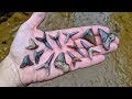 Finding RARE Shark Teeth in Florida | Ancestor of the Megalodon Found! Florida Fossils