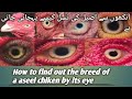 How to find out the breed of a aseel chiken by its eye