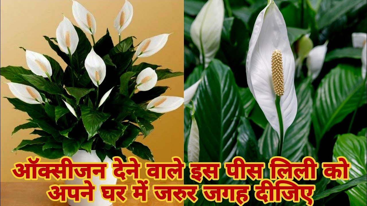 How To Grow how-to-grow