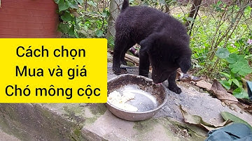 Cách mua chó h