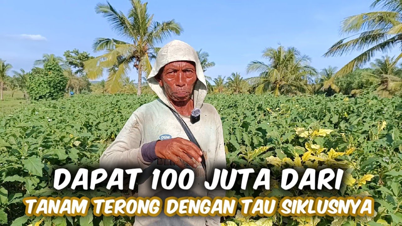 Kenali Siklus Harga Terong‼️Kalau Ingin Cuan Banyak Dari Tanaman Terong