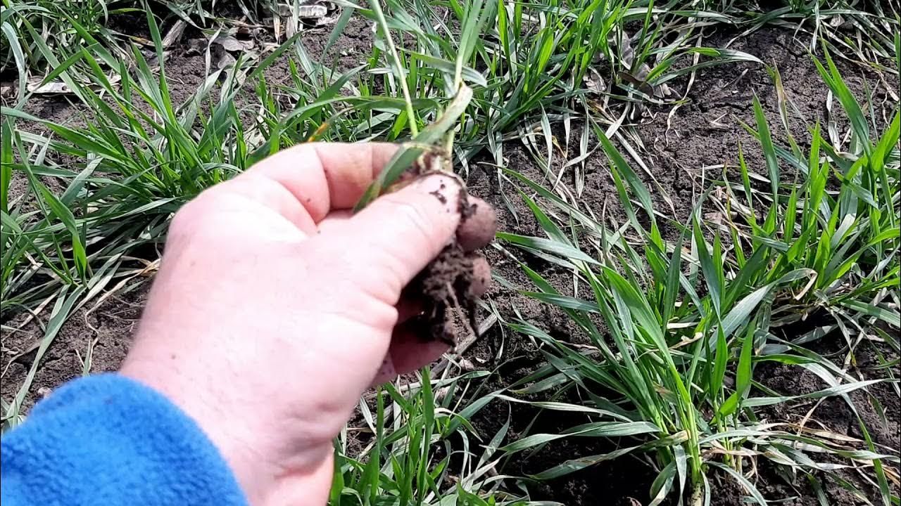 аммиачная селитра для чеснока весной. весенняя подкормка озимой пшеницы. весенняя подкормка озимых зерновых. вектор подкормка озимых. подкормка озимых селитрой.