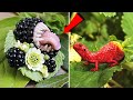 दुनिया के सबसे खतरनाक और जहरिले फल, इन्हें देखतेही १ किलोमीटर दूर भाग जाना | Poisonous  Fruits  7