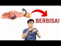 Hati-Hati dengan Scorpion Fish