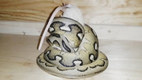 See how this snake strangles, like a poop !!!!